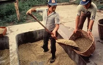 Eje Cafetero-Cultivo de Café Eje Cafetero